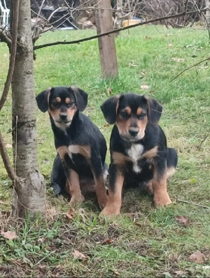 Entlebucher Sennenhund Welpen Mischlinge 16 Wochen alt, geimpft, gechipt, entwurmt, Heimtierausweis