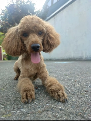 Deckrüde Zwergpudel Toypudel Red