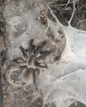 monocentropus balfouri, vogelspinne 0.1.1