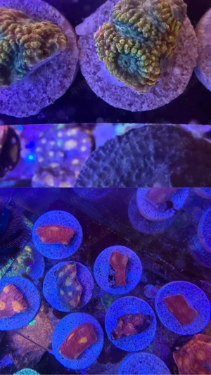 chalice bugatti ableger und Favia of the gods ableger meerwasser koralle  