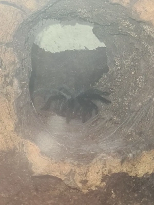 grammostola pulchra