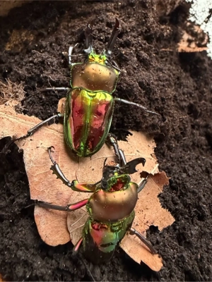 Phalacrognatus muelleri Paare, Australischer Prachthirschkäfer