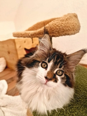 Maine Coon Kitten Mädchen mit Stammbaum aus N N Verpaarung