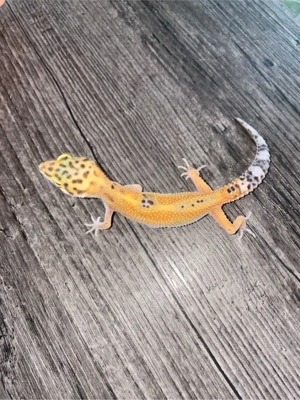 leopardgecko tangerine   Black night blood tangerine  Bild 2