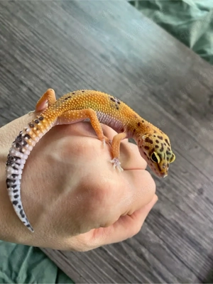 leopardgecko tangerine   Black night blood tangerine  Bild 3