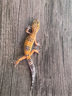 leopardgecko tangerine   Black night blood tangerine  Bild 4