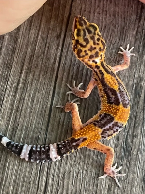 leopardgecko tangerine   Black night blood tangerine 