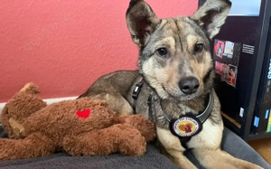 Wer schenkt Josephine sein Herz?