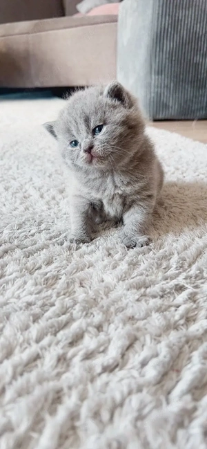 KITTEN suchen ein neues Zuhause! Zu verkaufen!