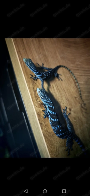 Smaragdwaran Macraei jungtiere 