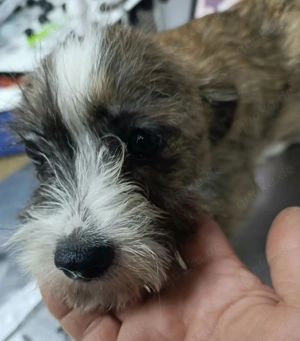 Der kleine Ewoki sucht ein liebevolles Zuhause Bild 8