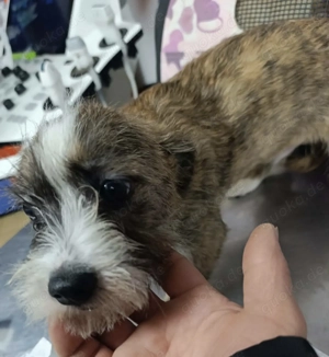 Der kleine Ewoki sucht ein liebevolles Zuhause Bild 9