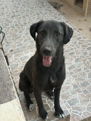  Kaya, Junghund mit Herz