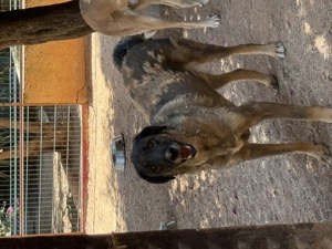  Askan - sanft, lieb und bereit für sein Zuhause Bild 4