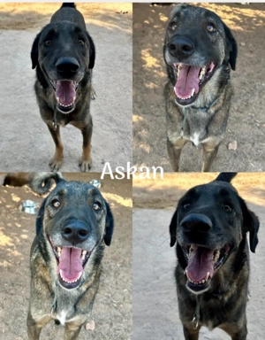  Askan - sanft, lieb und bereit für sein Zuhause Bild 3