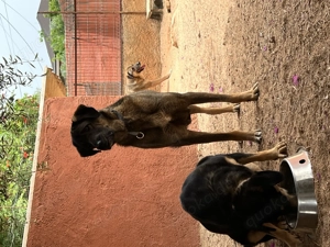  Askan - sanft, lieb und bereit für sein Zuhause Bild 6