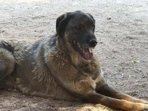  Askan - sanft, lieb und bereit für sein Zuhause Bild 5