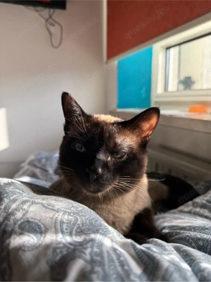 Unser wunderschöner, gesunder Deckkater steht rolligen Katzen zum Decken zur Verfügung.