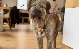 Liebenswerter Zottel Mushu sucht Zuhause