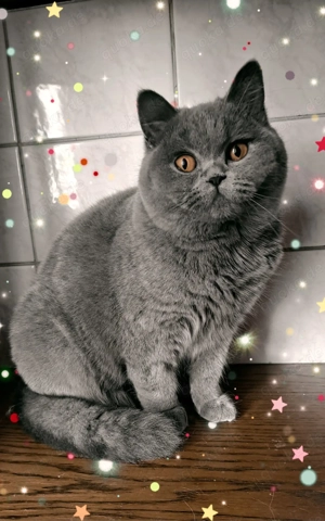 Britisch kurzhaar blau mit Stammbaum weiblich