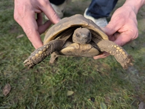 weibliche griechische Landschildkröte abzugeben 2011 geboren