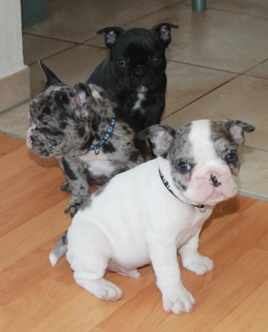 Französische Bulldogge Welpen