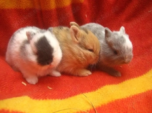 Süße kleinbleibende handzahme Zwergkaninchen 8 Wochen alt