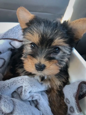 reinrassigen Yorkie-Welpen