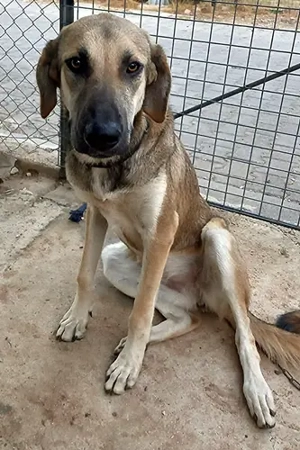 Kira   junge, liebe Hündin sucht ihre Familie