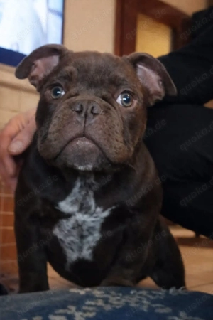 Bulldogge ABKC micro exotic