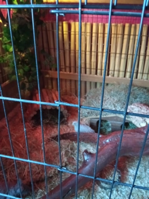 Chinesische Zwergwachtelhenne