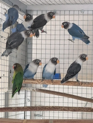 Schwarzköpfchen abzugeben 