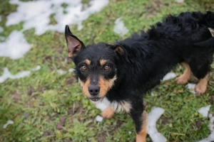 Chip-Nr.236064 - Die soziale Junghündin wartet auf einTicket ins eigene Familienleben