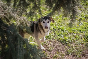 Chip-Nr. 272130 - ein lieber, sozialer Junghund