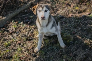 *PANCHO* - ein lieber, sozialer Junghund