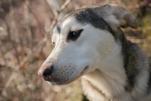 *PANCHO* - er hat gerade das Welpenalter verlassen