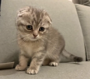 Sehr süßes Kätzchen sucht liebevolles Zuhause