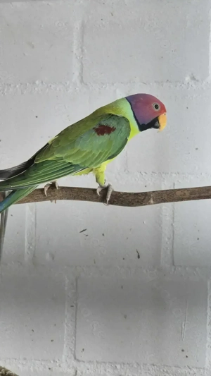 Pflaumenkopfsittich Hahn