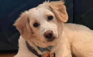 Mallow sucht seine Familie