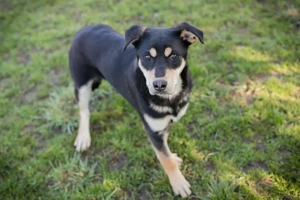 Chip-Nr. 271760 - Der Süße ist lieb, aktiv und verspielt und liebt die Menschennähe