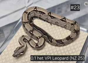0.4 het VPI Leopard pos. Mandarin, Boa Constrictor Imperator  Bild 2