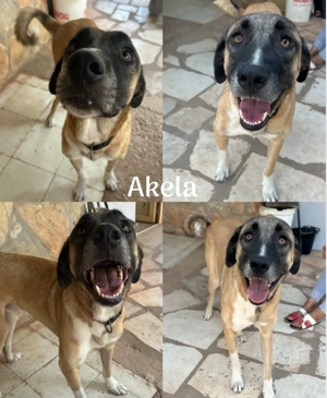  Akela - Herz auf vier Pfoten