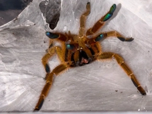 Vogelspinnen & Skorpione abzugeben? Ich nehme sie auf!