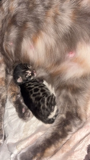 Bengal Kitten suchen ein zuhause