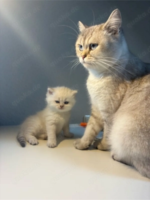 BKH reinrassige Kitten suchen neu Zuhause! 