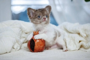 Liebenswerter und bezaubernder Chihuahua-Welpe sucht ein neues Zuhause      