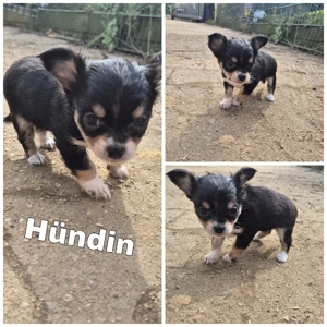 Zuma sucht noch ihre Familie 