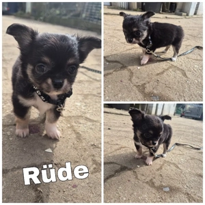 Rio sucht sein Zuhause 