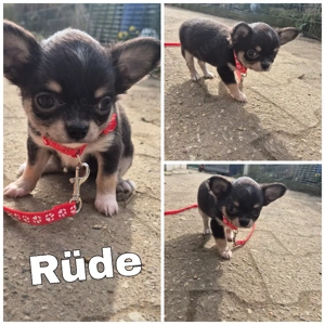 Wunderschöne Chihuahua Welpen 