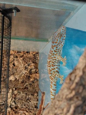 Gecko Paare mit Terarium 100 euro